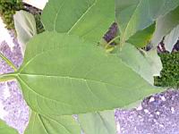 Topinambour patate, Helianthus tuberosus (fam Asteracees) (peut-etre) (4) (Photo F. Mrugala)